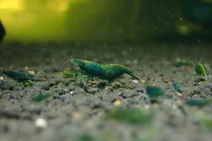 Green Jade Cherry Shrimp Micro Aquatic Shop