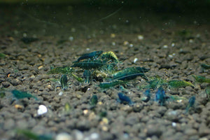 Green Jade Cherry Shrimp Micro Aquatic Shop