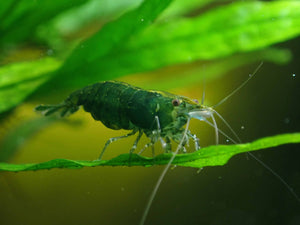 Green Jade Cherry Shrimp Micro Aquatic Shop