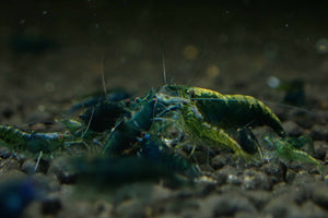 Green Jade Cherry Shrimp Micro Aquatic Shop