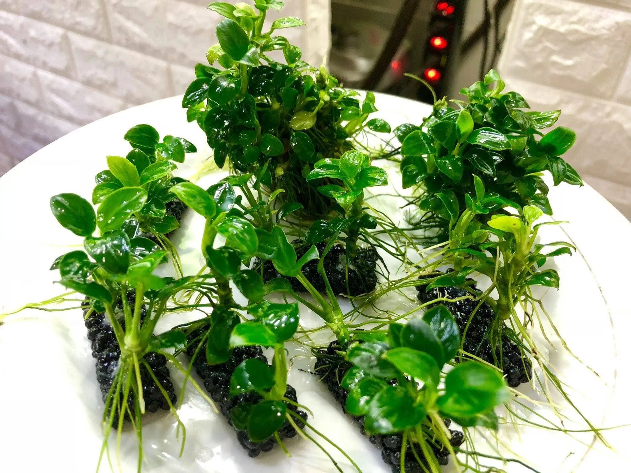 Exotic Aquaristic Plant Growth NutriPad- Nutrition base for Aquatic Plants ( Small )