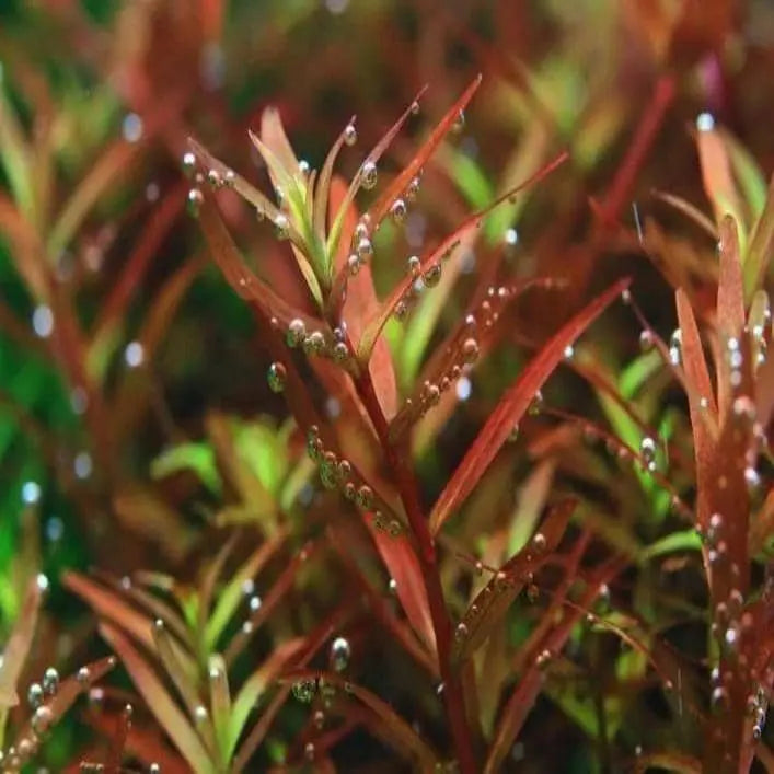 Micro Aquatic Shop Aquarium Plants 5 stems ( emersed ) Rotala sp 'Colorata'