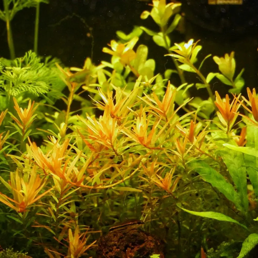Micro Aquatic Shop Aquarium Plants 5 Stems ( emersed ) Rotala sp "H'ra"