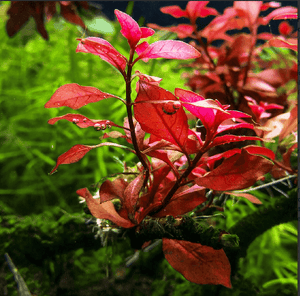 Micro Aquatic Shop Aquarium Plants 5 Stems Ludwigia sp. 'super red mini' RARE