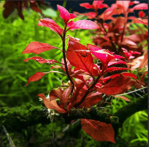 Micro Aquatic Shop Aquarium Plants 5 Stems Ludwigia sp. 'super red mini' RARE