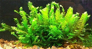 Micro Aquatic Shop Aquarium Plants Aquatic Moss Plant - Cameroon Moss - Plagiochilaceae sp - Extremely Rare Piece