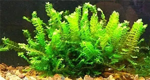 Micro Aquatic Shop Aquarium Plants Aquatic Moss Plant - Cameroon Moss - Plagiochilaceae sp - Extremely Rare Piece