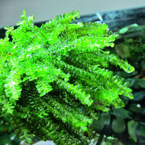 Micro Aquatic Shop Aquarium Plants Aquatic Moss Plant - Cameroon Moss - Plagiochilaceae sp - Extremely Rare Piece