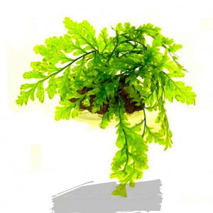 Micro Aquatic Shop Aquarium Plants Bolbitis Heudelotii