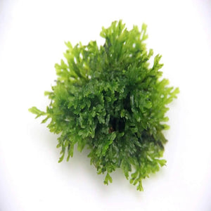 Micro Aquatic Shop Aquarium Plants Crepidomanes Malabaricum * Rare