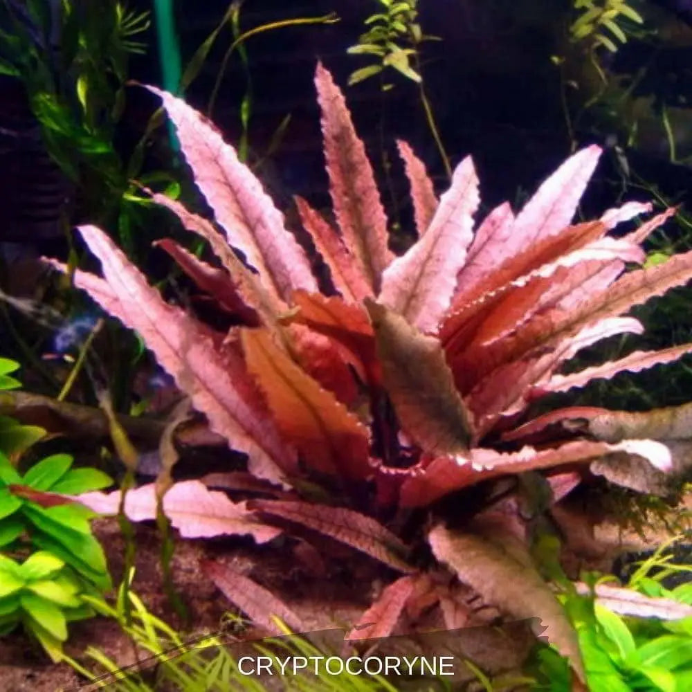 Micro Aquatic Shop Aquarium Plants Cryptocoryne Flamingo Red