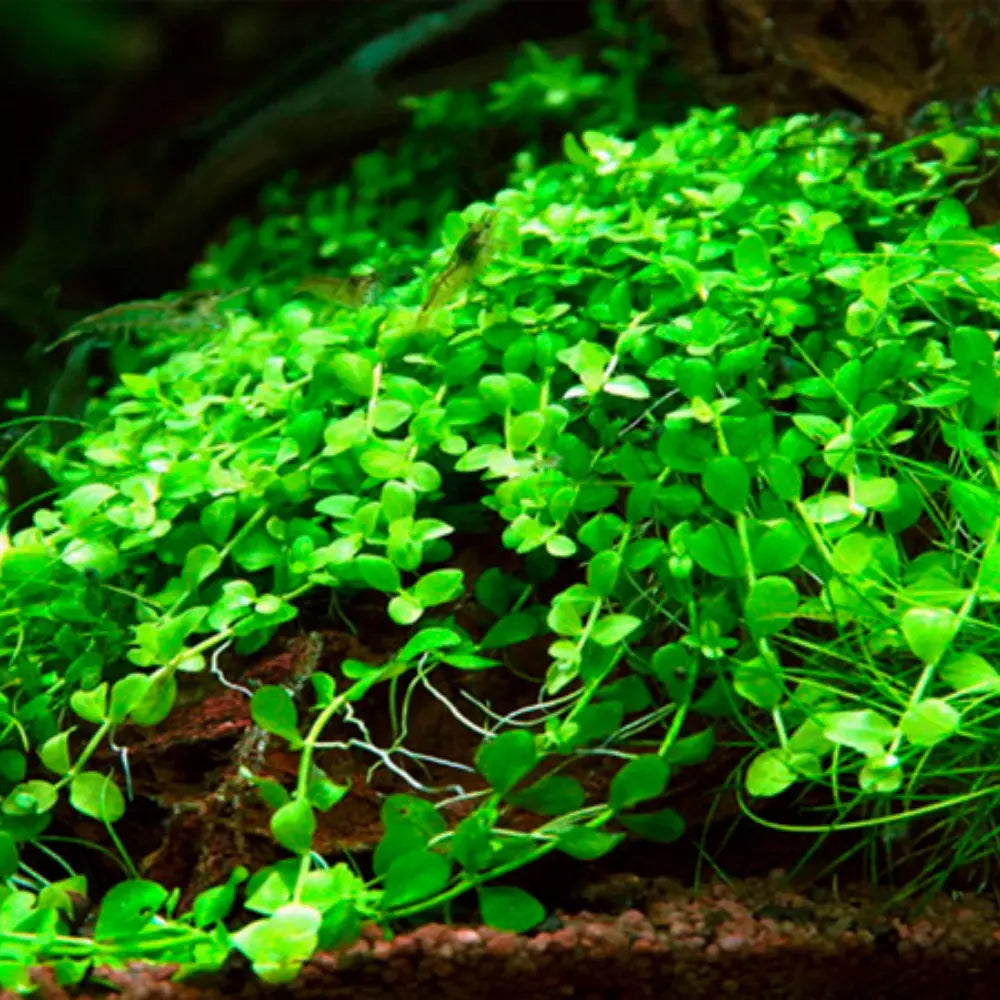 Micro Aquatic Shop Aquarium Plants Micranthemum - Monte Carlo