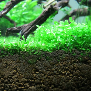 Micro Aquatic Shop Aquarium Plants Micranthemum - Monte Carlo