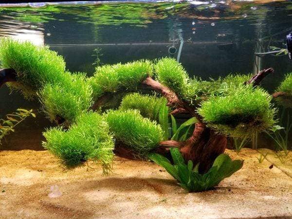 Micro Aquatic Shop Aquarium Plants Riccia fluitans