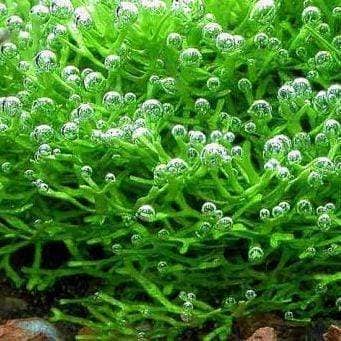 Micro Aquatic Shop Aquarium Plants Riccia fluitans