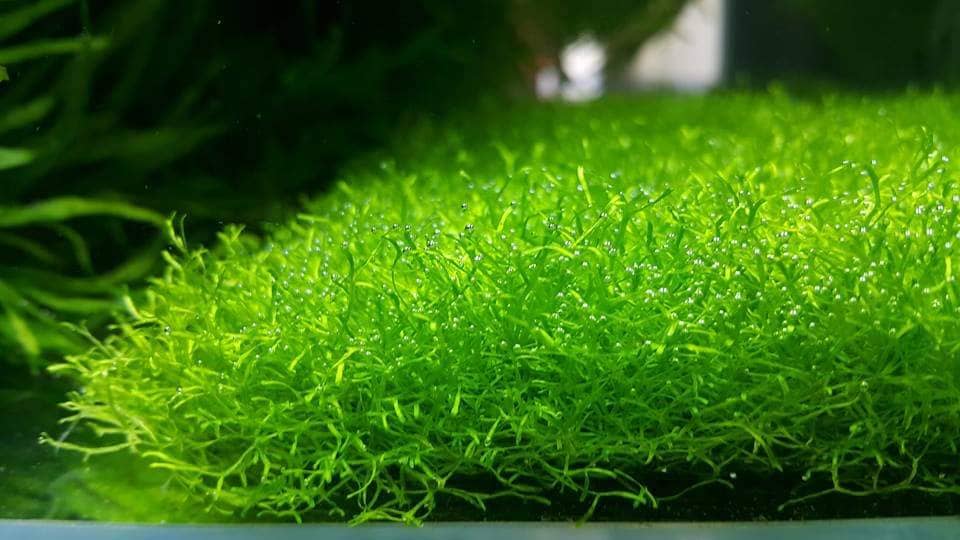 Micro Aquatic Shop Aquarium Plants Riccia fluitans