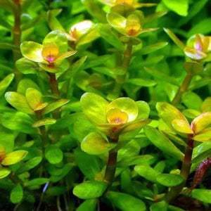 Micro Aquatic Shop Aquarium Plants Rotala Indica (Bonsai)