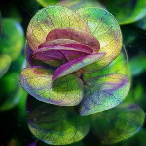 Micro Aquatic Shop Aquarium Plants Rotala Indica (Bonsai)