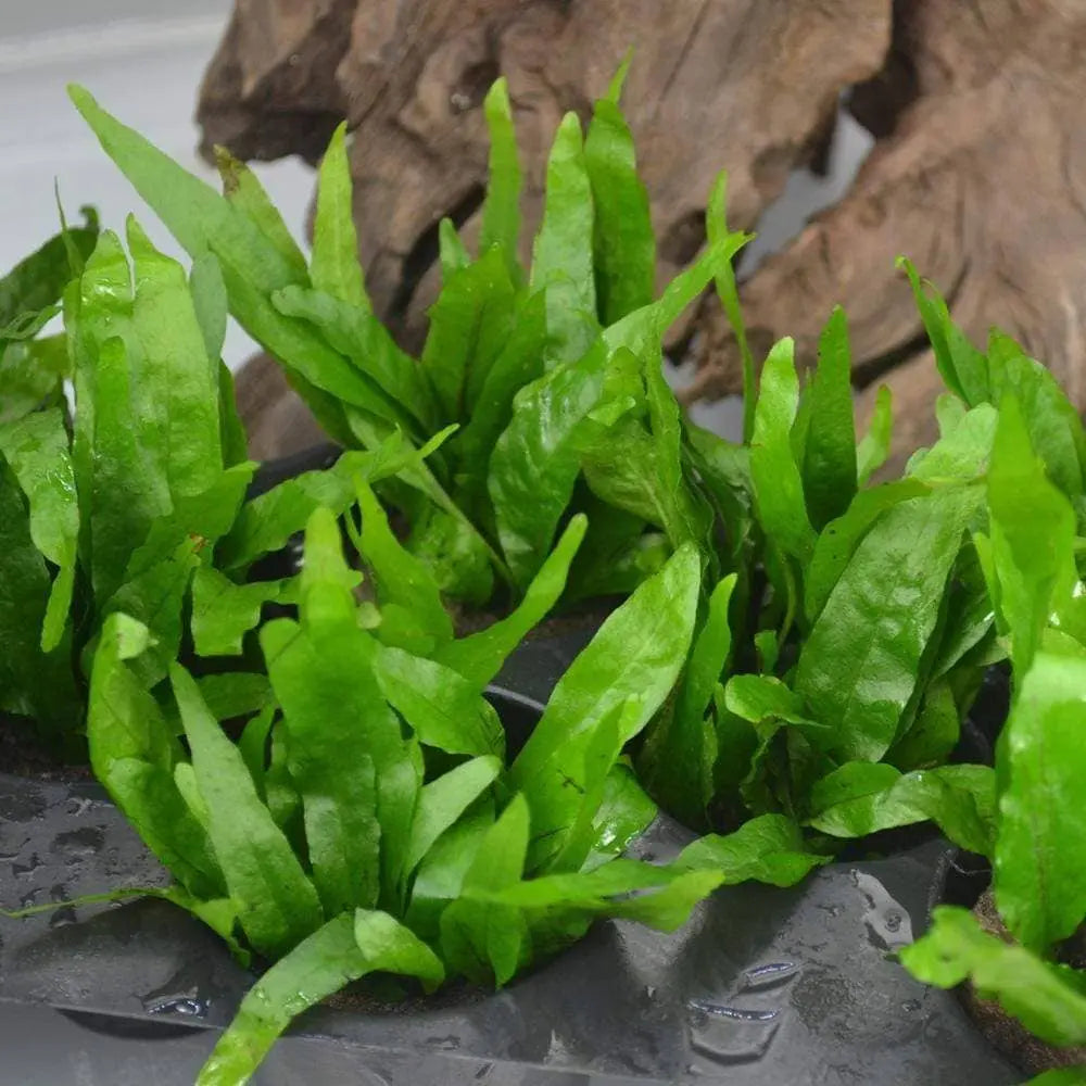 Micro Aquatic Shop Aquarium Plants Short Narrow Leaf sp. Microsorum Pteropus *Rare