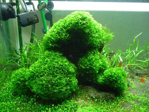 Micro Aquatic Shop Aquarium Plants Subwassertang ( Fresh Water Seaweed )
