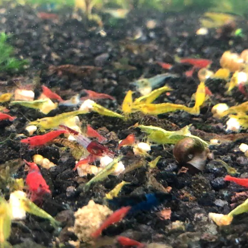 Micro Aquatic Shop Aquatic Shrimp Mix Size Colours Shrimp