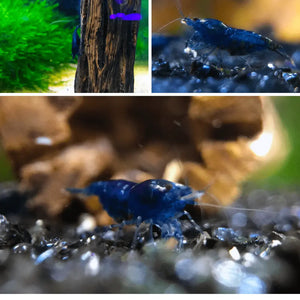 Micro Aquatic Shop Aquatic Shrimp Sapphire Blue Cherry Shrimp ( Blue Dreams Shrimp )
