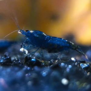 Micro Aquatic Shop Aquatic Shrimp Sapphire Blue Cherry Shrimp ( Blue Dreams Shrimp )