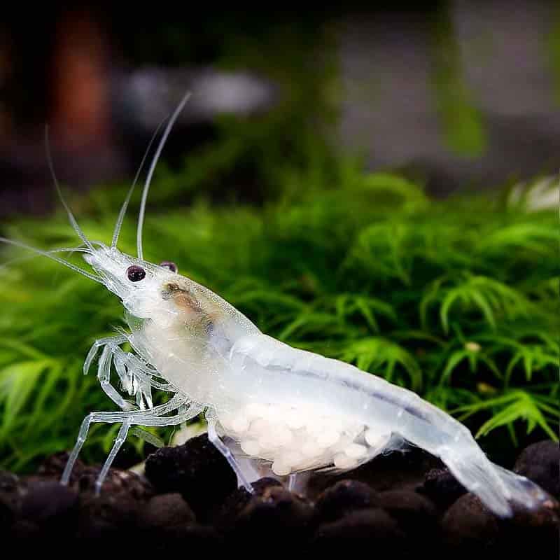 Micro Aquatic Shop Aquatic Shrimp Snowballs Cherry Shrimp
