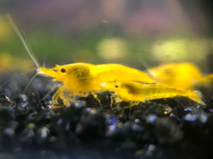 Micro Aquatic Shop Aquatic Shrimp Yellow Cherry Shrimp