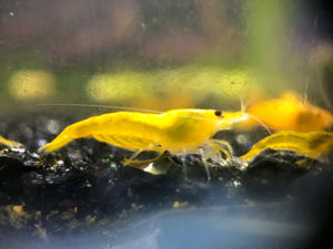 Micro Aquatic Shop Aquatic Shrimp Yellow Cherry Shrimp