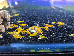Micro Aquatic Shop Aquatic Shrimp Yellow Cherry Shrimp