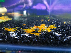 Micro Aquatic Shop Aquatic Shrimp Yellow Cherry Shrimp