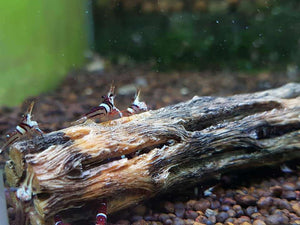 Micro Aquatic Shop Cholla Wood-100% Natural-Organic Aquarium Driftwood Decoration