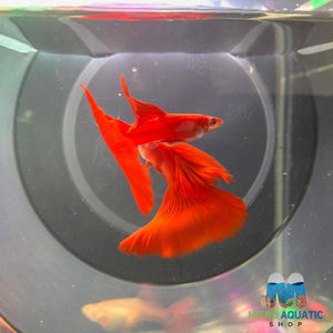 Micro Aquatic Shop Fancy Guppies High Dorsal Albıno Full Red Guppy