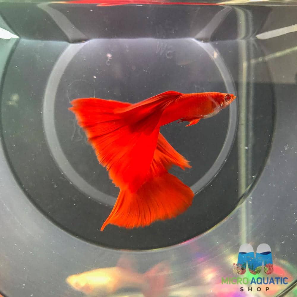 Micro Aquatic Shop Fancy Guppies High Dorsal Albıno Full Red Guppy