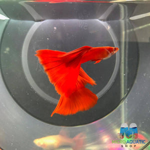 Micro Aquatic Shop Fancy Guppies High Dorsal Albıno Full Red Guppy