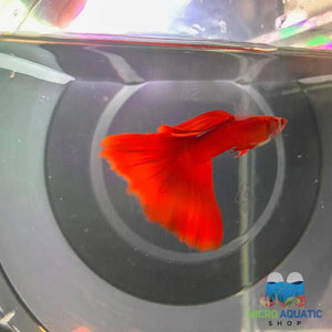 Micro Aquatic Shop Fancy Guppies High Dorsal Albıno Full Red Guppy