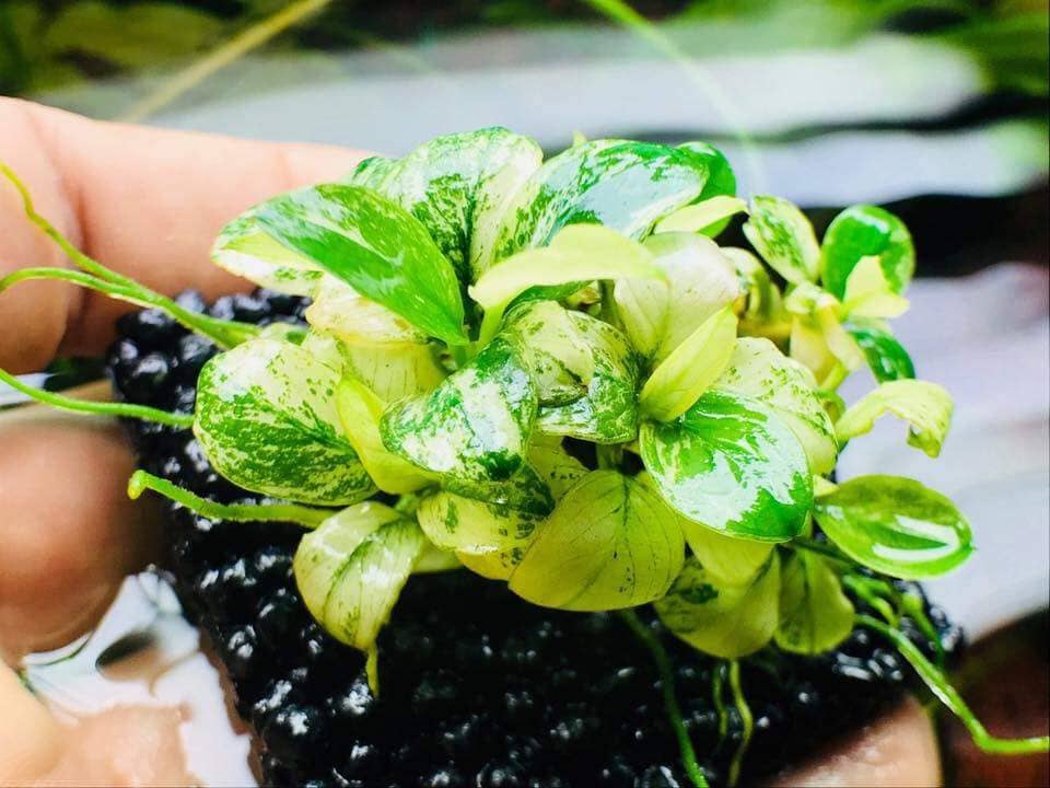 Micro Aquatic Shop Plant Growth NutriPad- Nutrition base for Aquatic Plants ( large )