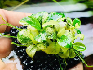 Micro Aquatic Shop Plant Growth NutriPad- Nutrition base for Aquatic Plants ( large )