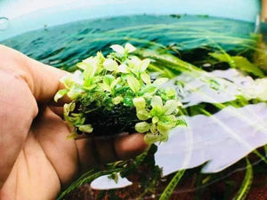 Micro Aquatic Shop Plant Growth NutriPad- Nutrition base for Aquatic Plants ( large )