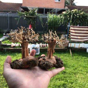 Micro Aquatic Shop Small Bonsai Driftwood New Nature style Driftwood tree on Volcanic Rock -  10-15cm (Tall )