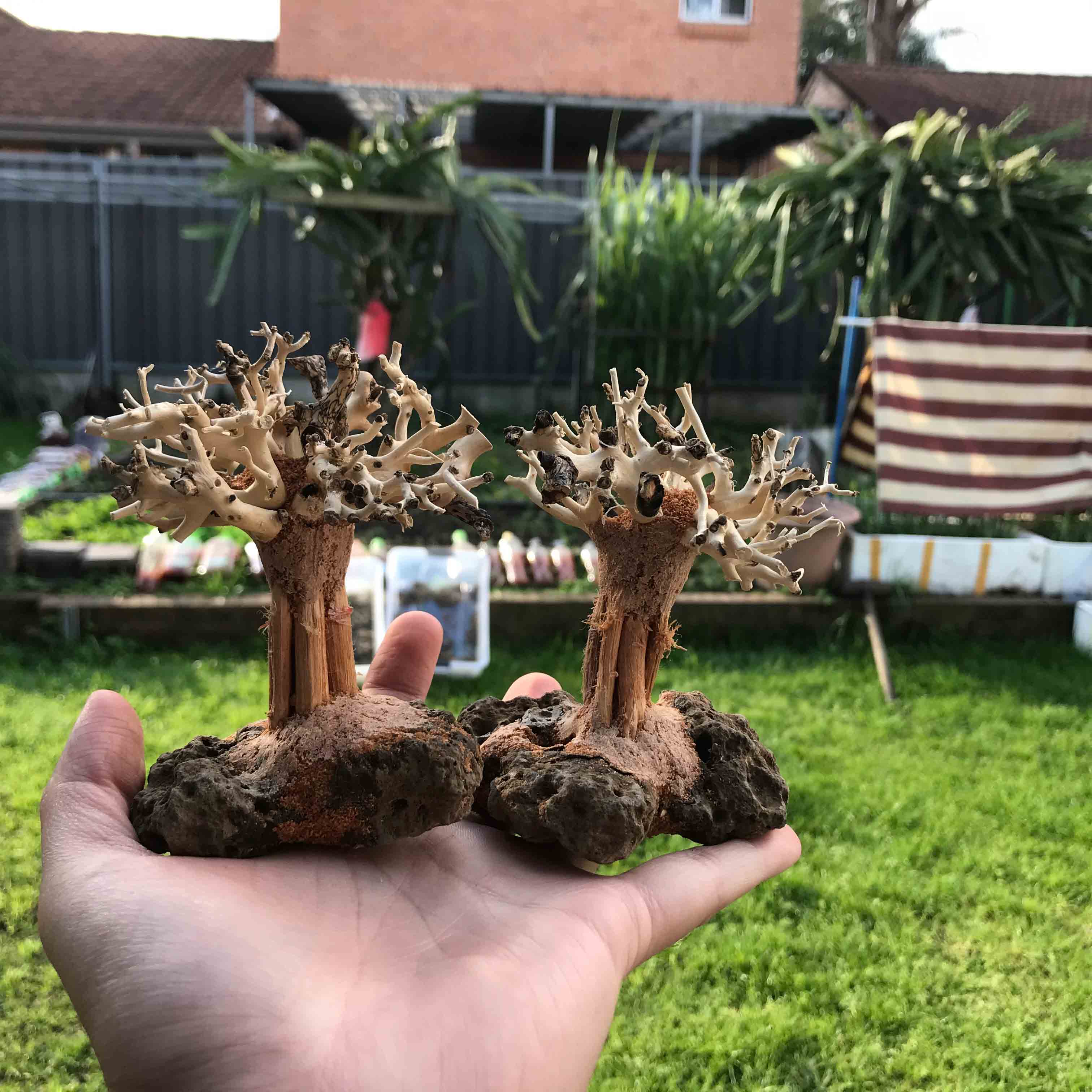 Micro Aquatic Shop Small Bonsai Driftwood New Nature style Driftwood tree on Volcanic Rock - 10-15cm (Tall )