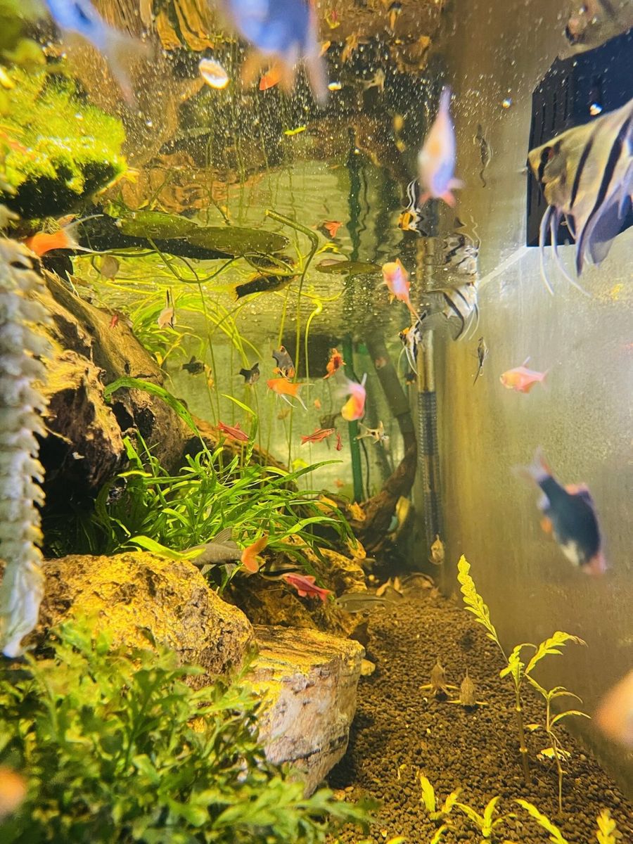 A planted aquascape with fish