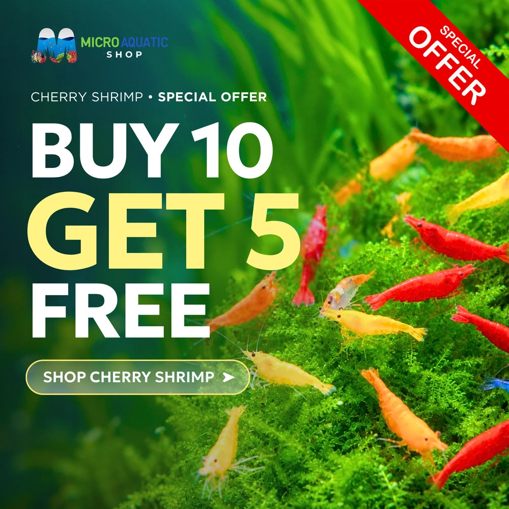 BUY 10 GET 5 FREE - BIGGEST CHERRY SHRIMP OFFER Micro Aquatic Shop