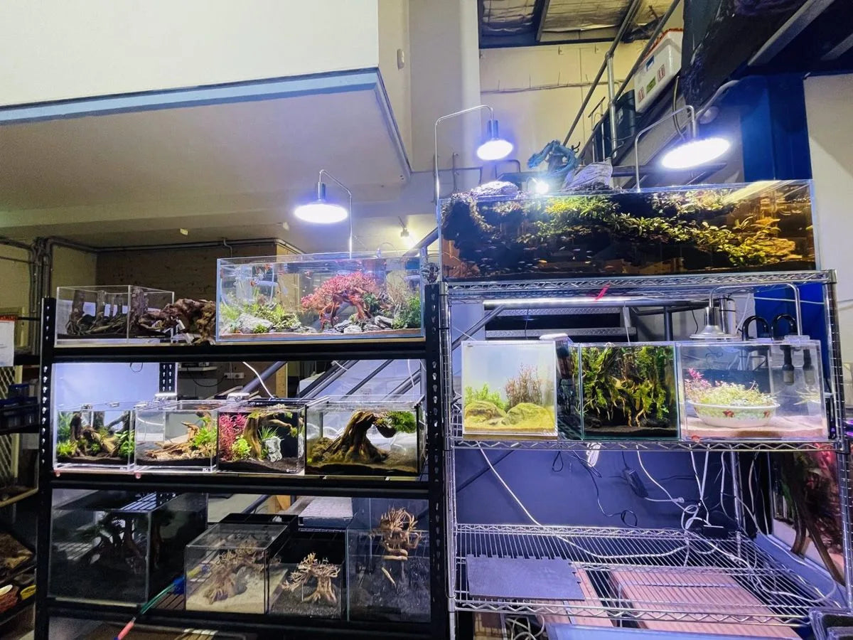 Livestock and planted aquariums photographed at Micro Aquatic Shop