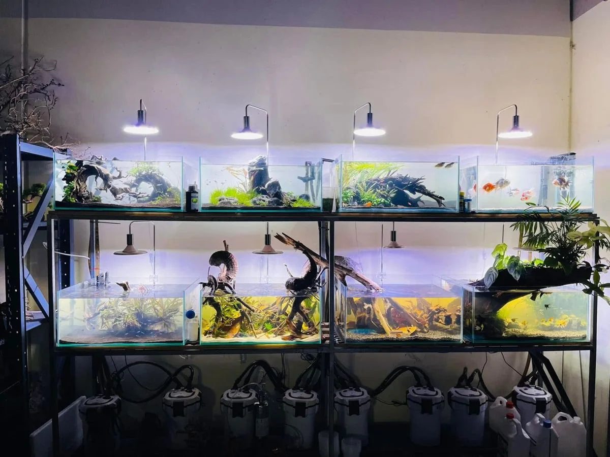 Livestock and planted aquariums photographed at Micro Aquatic Shop