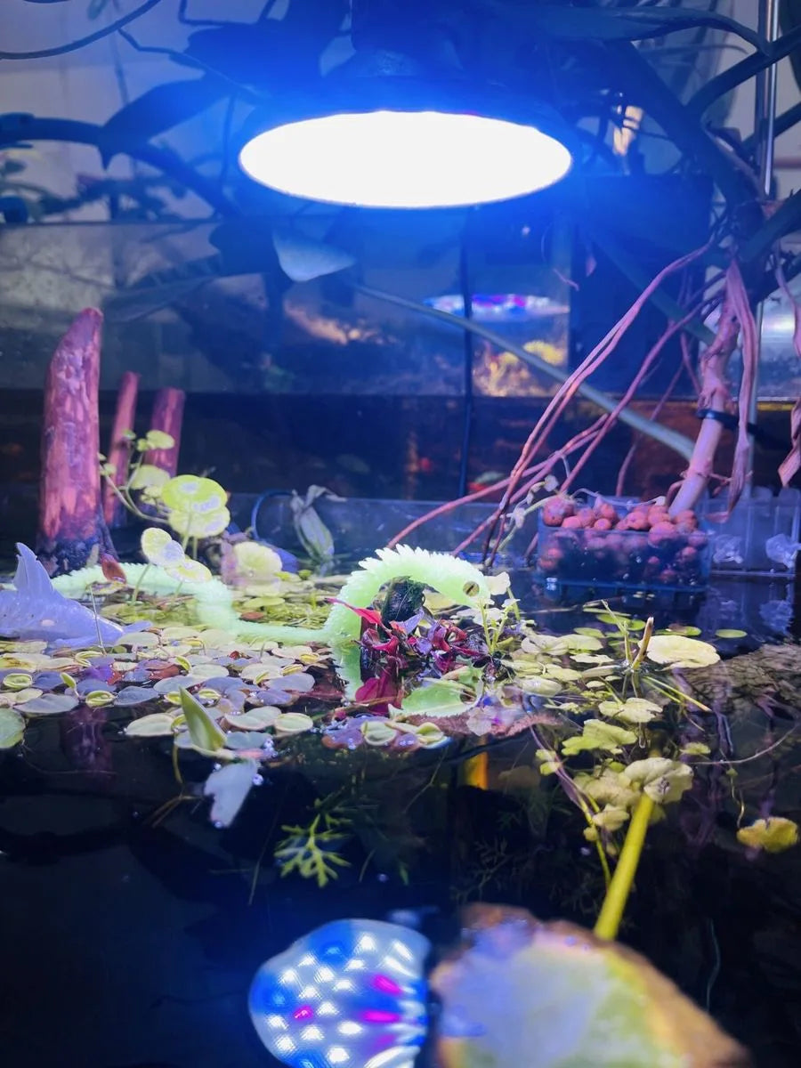 Livestock and planted aquariums photographed at Micro Aquatic Shop