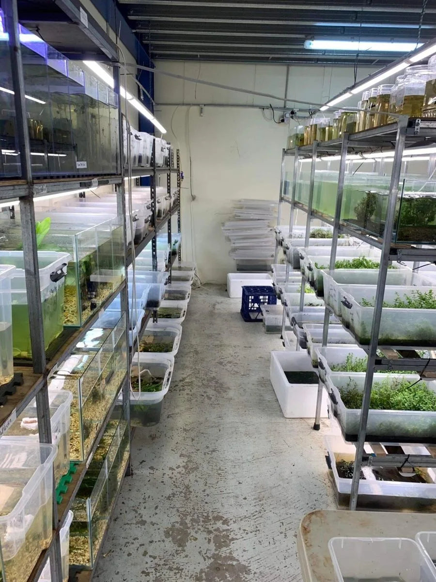 Aquariums and grow-out systems inside the Micro Aquatic Shop breeding facility