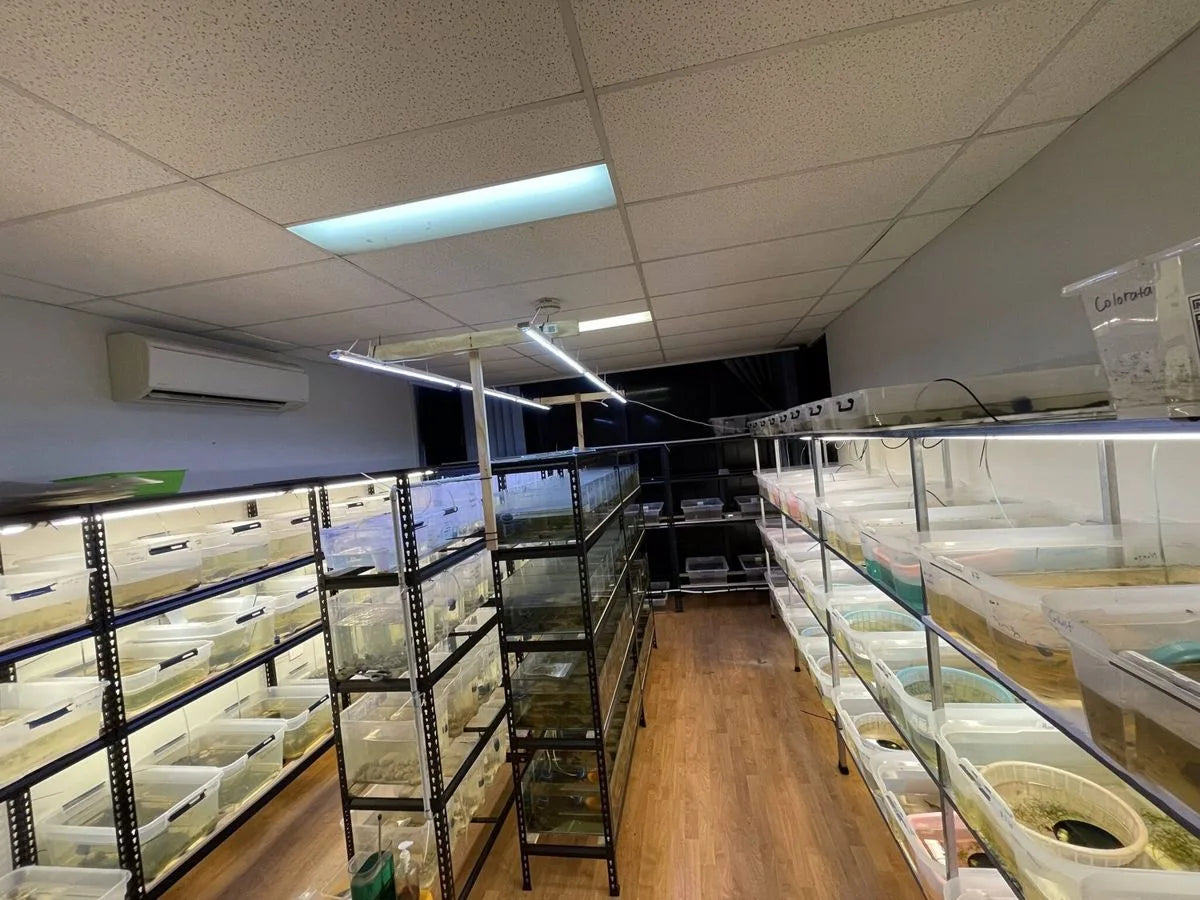 Aquariums and grow-out systems inside the Micro Aquatic Shop breeding facility