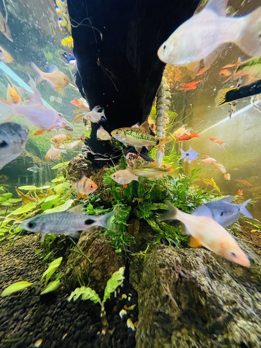 Plants growing around driftwood in an aquarium